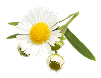 Symbol Heřmánek lékařský