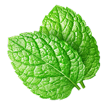 Symbol Meduňka lékařská