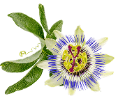 Symbol Mučenka jedlá