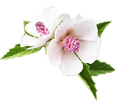 Symbol Proskurník lékařský