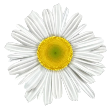 Heřmánek lékařský